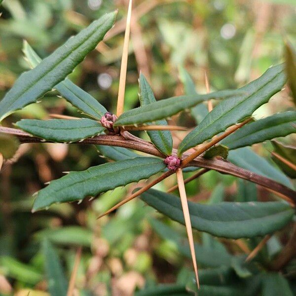 Berberis gagnepainii Кора