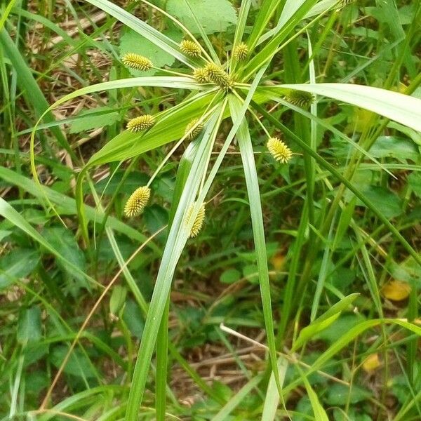 Cyperus alopecuroides ᱥᱟᱠᱟᱢ