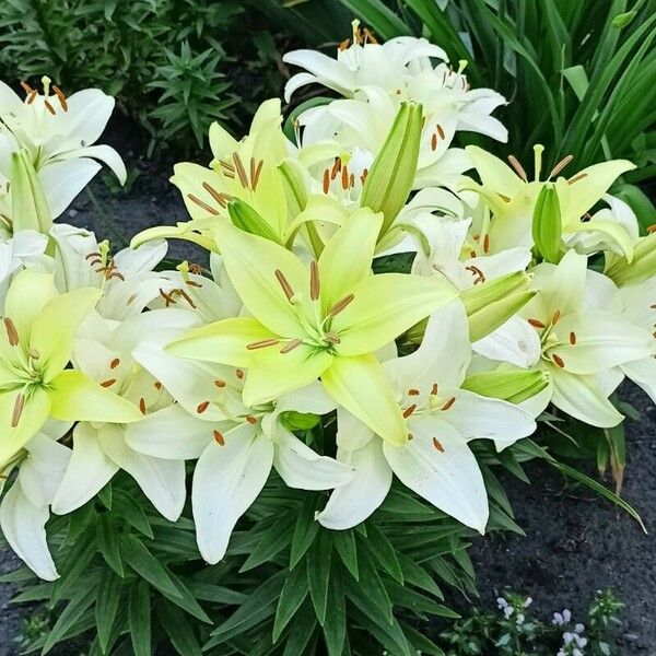 Lilium candidum Natur