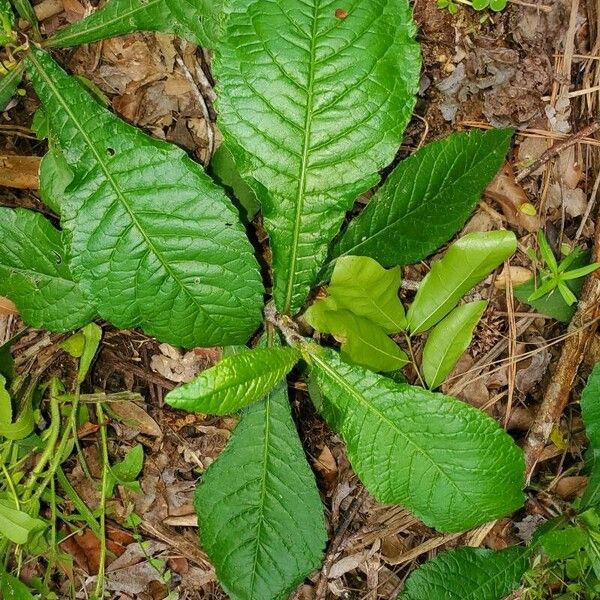 Elephantopus carolinianus Leaf