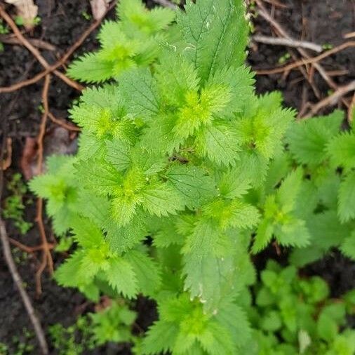 Urtica urens 葉