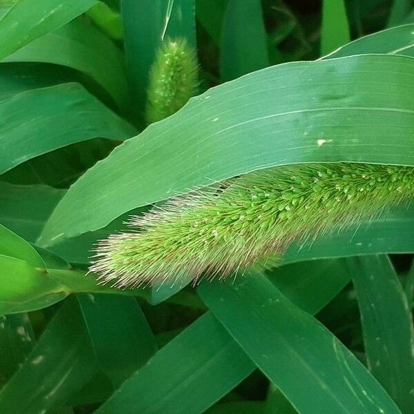 Setaria italica Flower