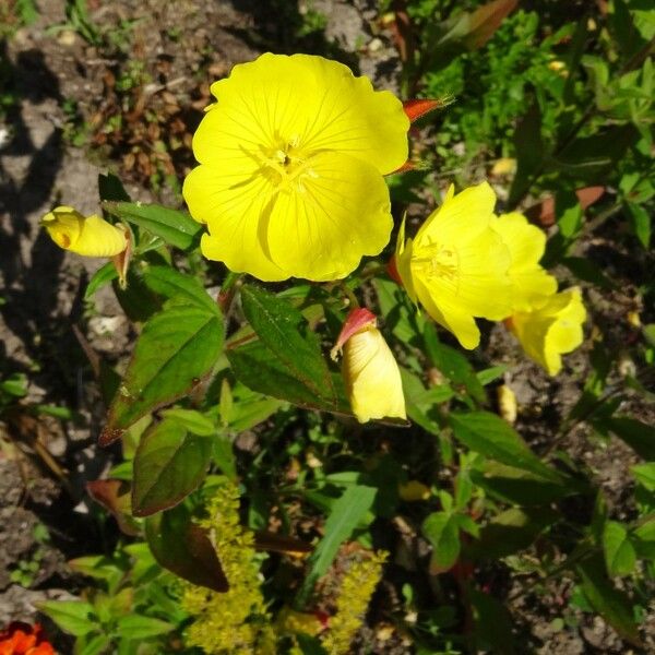 Oenothera tetragona 花