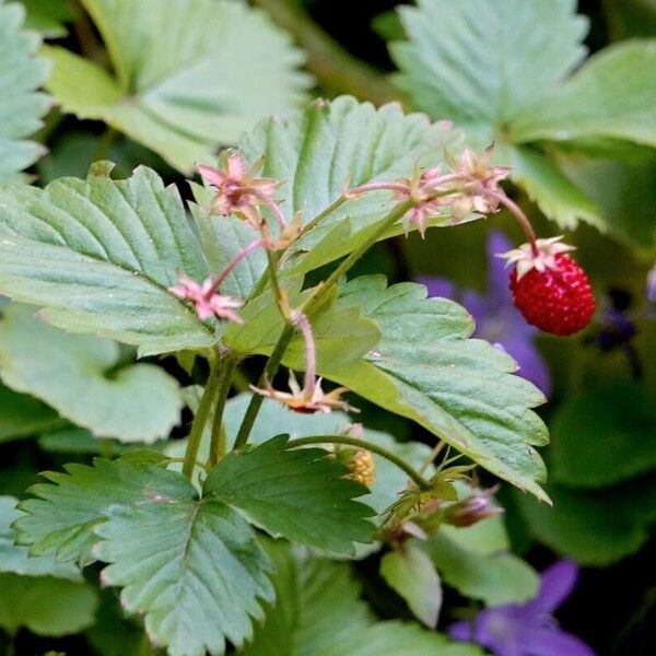 Fragaria vesca Leaf