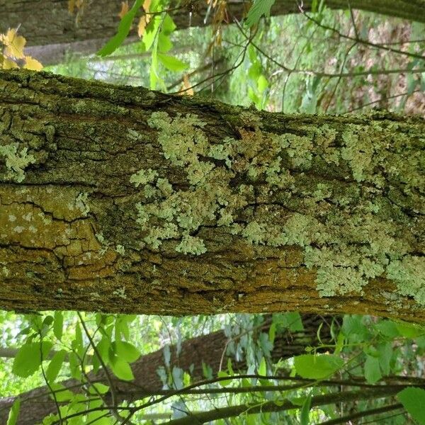 Castanea sativa Bark