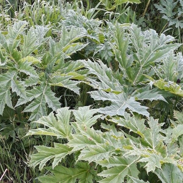 Heracleum mantegazzianum Leaf