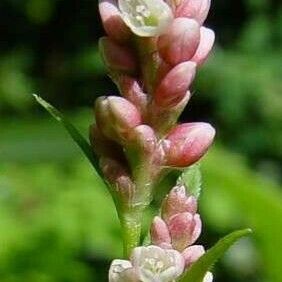 Persicaria maculosa Flower