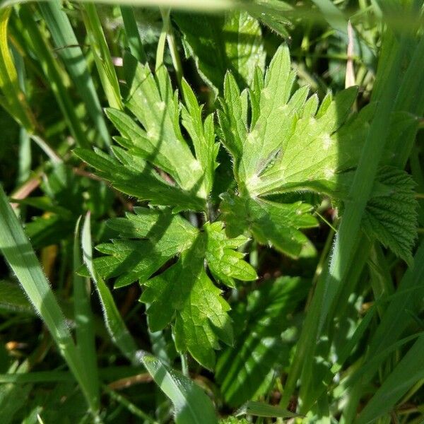 Ranunculus repens Fuelha