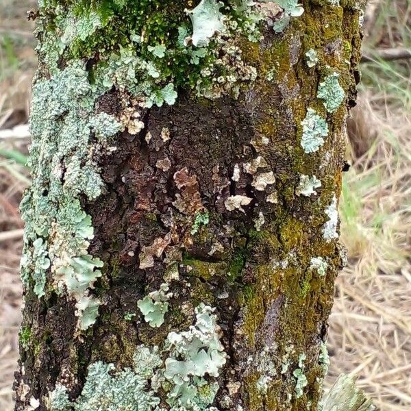 Byrsonima verbascifolia Escorça