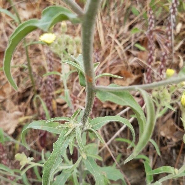 Andryala integrifolia Φύλλο