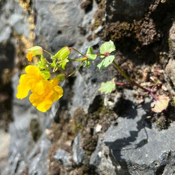 Mimulus guttatus Virág