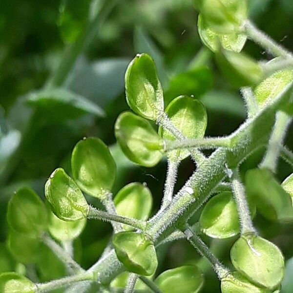 Lepidium campestre Frukto