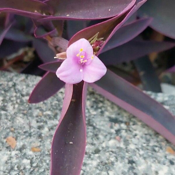 Tradescantia pallida Blomst