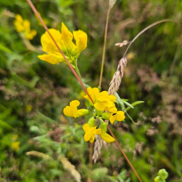 Lathyrus pratensis फूल