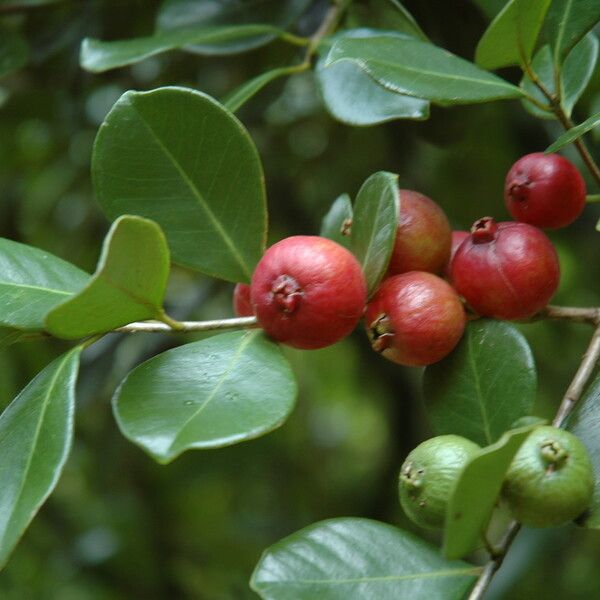 Psidium cattleyanum Φρούτο