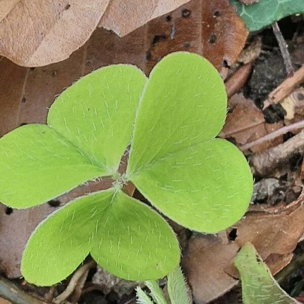 Oxalis acetosella Leht