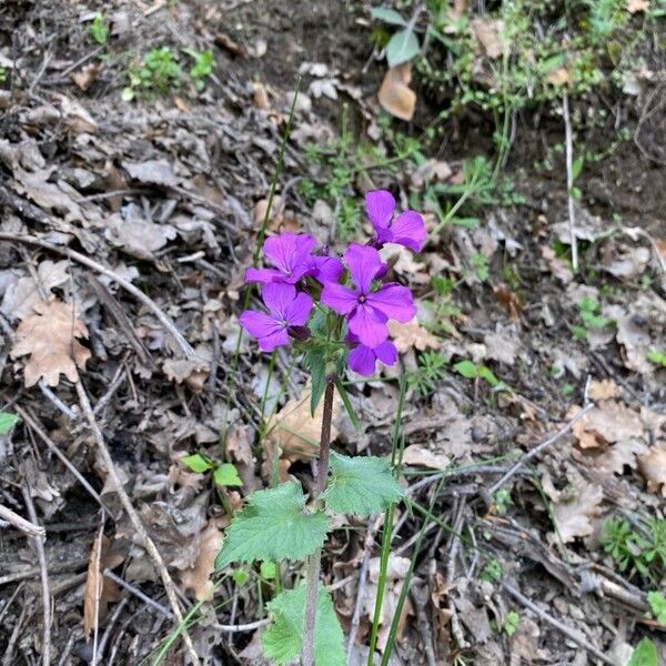 Lunaria annua Flor