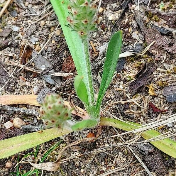 Plantago bellardii Costuma