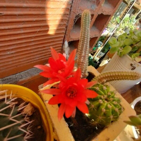 Chamaecereus silvestrii Flower