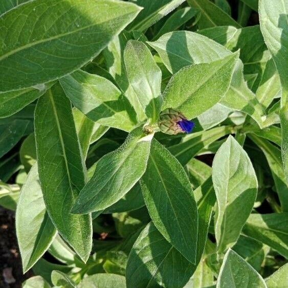 Centaurea montana Leaf