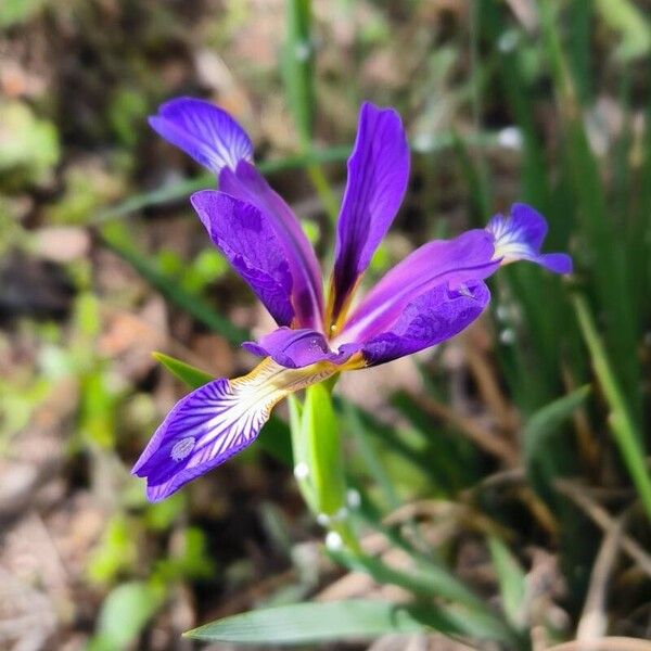 Iris spuria Blomst