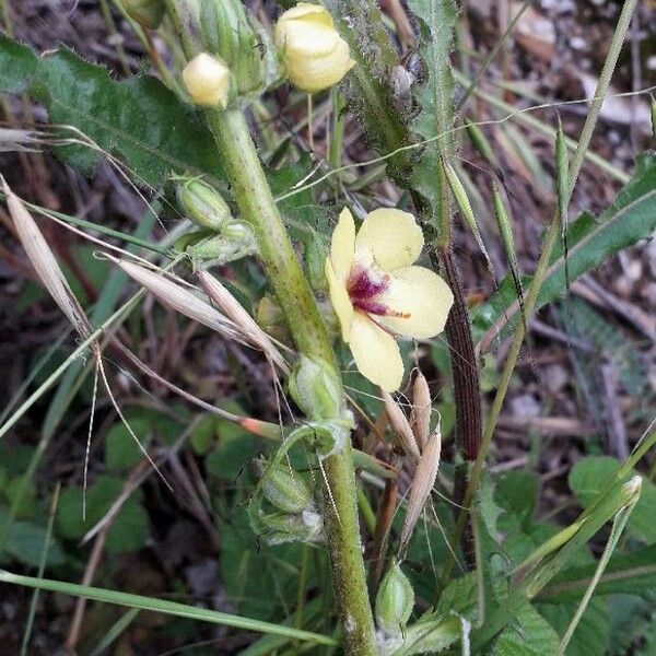 Verbascum blattaria Cvet