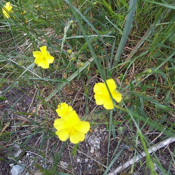 Helianthemum nummularium Кветка