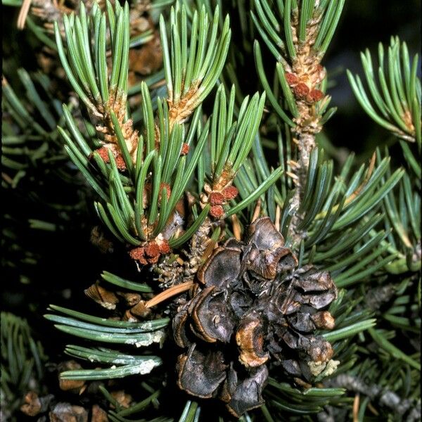 Pinus edulis Fruct