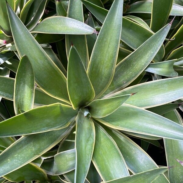 Agave demeesteriana Fuelha