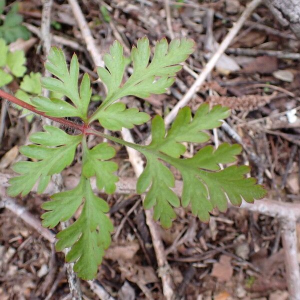 Geranium robertianum Feuille