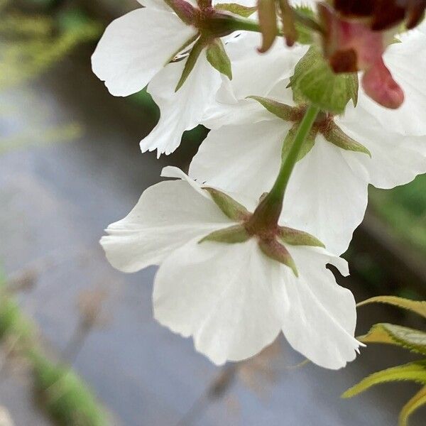 Prunus speciosa Žiedas