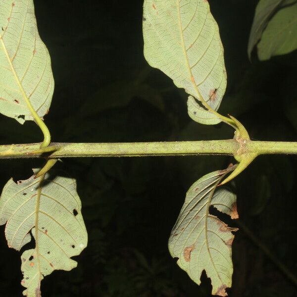 Uncaria tomentosa Fulla