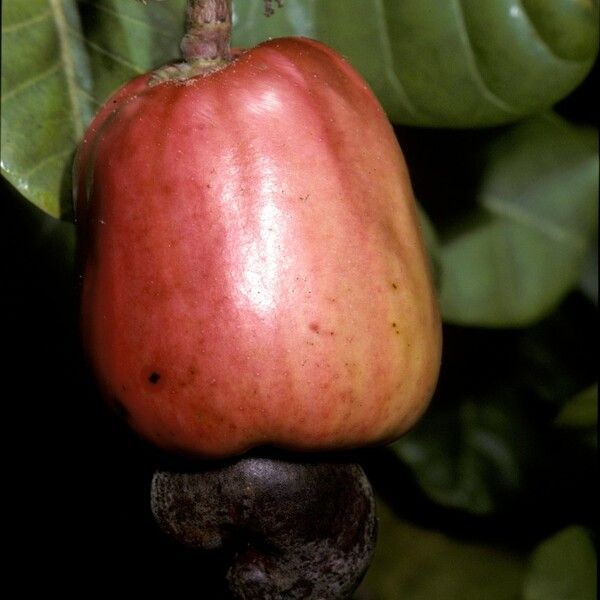 Anacardium occidentale ᱡᱚ