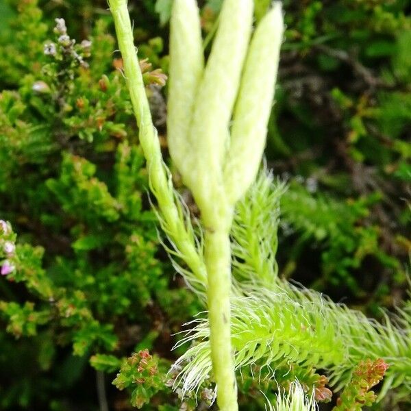 Lycopodium clavatum Flower