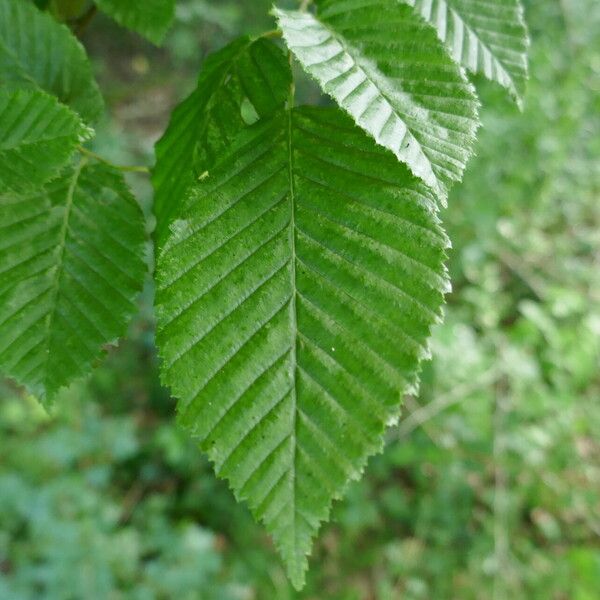 Carpinus betulus برگ