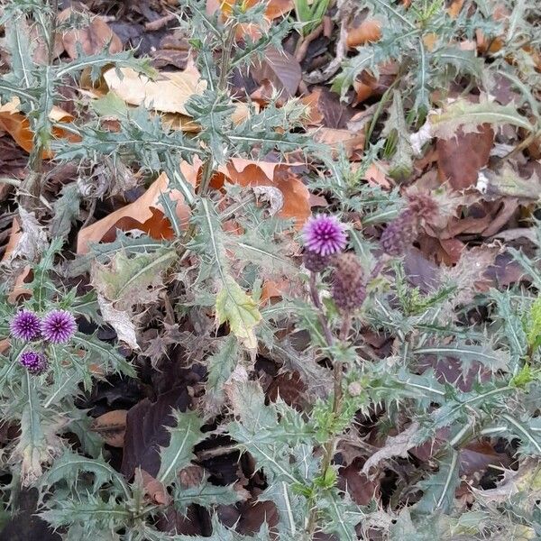 Cirsium arvense Hábitos