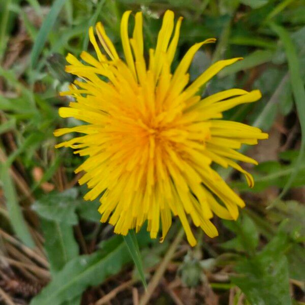 Taraxacum mattmarkense Kwiat