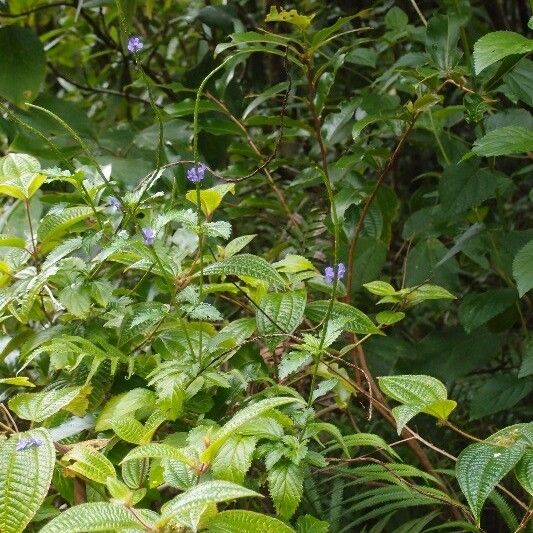 Stachytarpheta urticifolia Hábitos