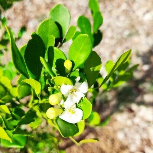 Murraya paniculata Virág