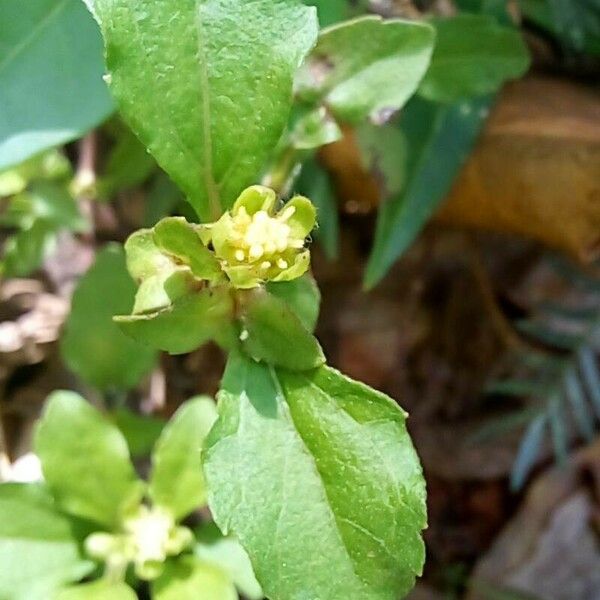 Acanthospermum australe Flors