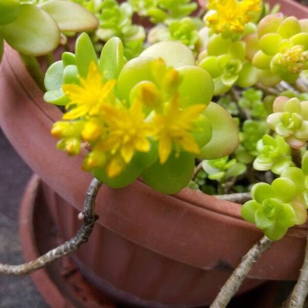 Sedum kimnachii Blüte