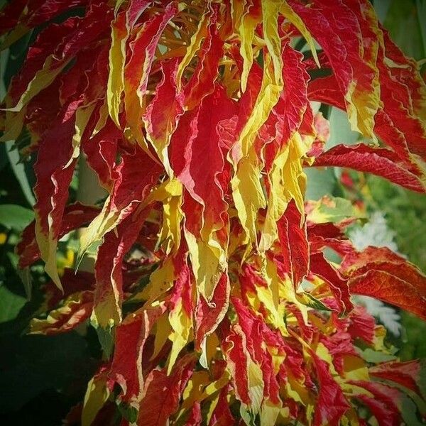 Amaranthus tricolor फूल