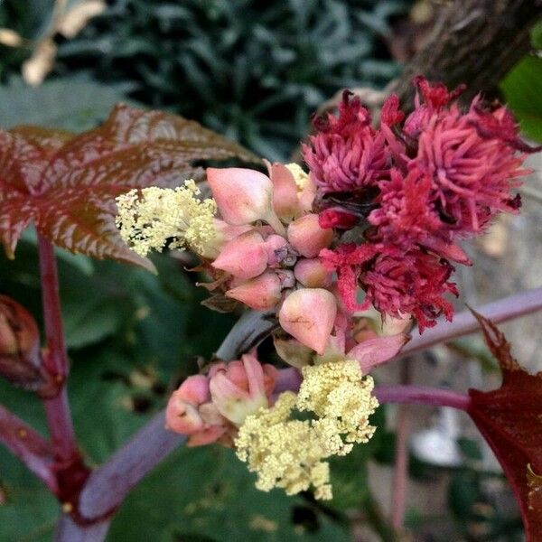 Ricinus communis Cvet