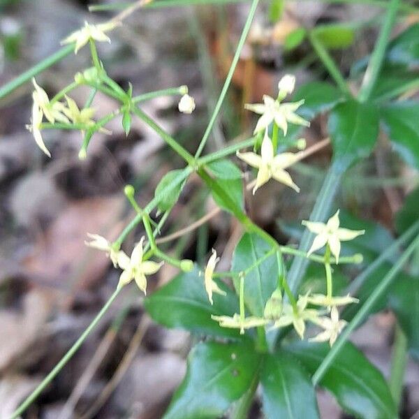 Rubia peregrina Blomma