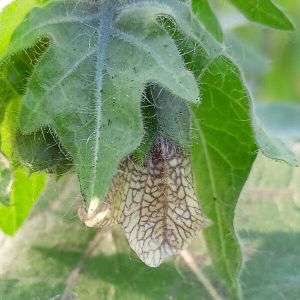 Hyoscyamus niger Leaf