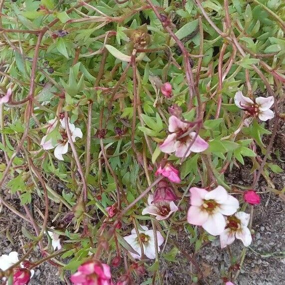 Saxifraga rosacea Habit