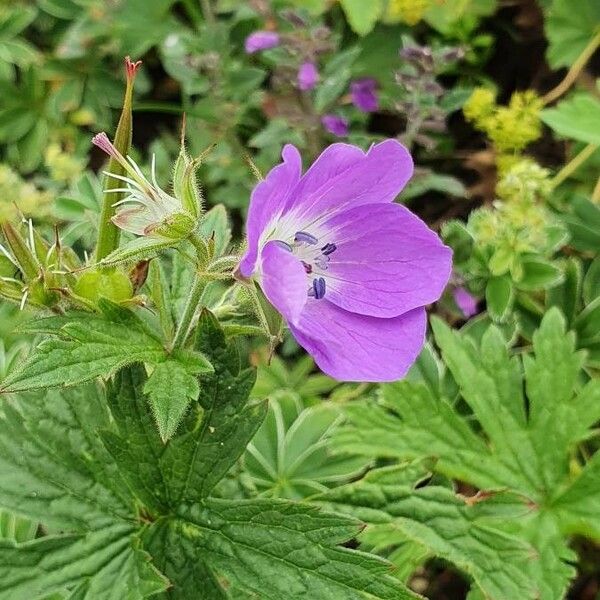 Geranium sylvaticum Çiçek