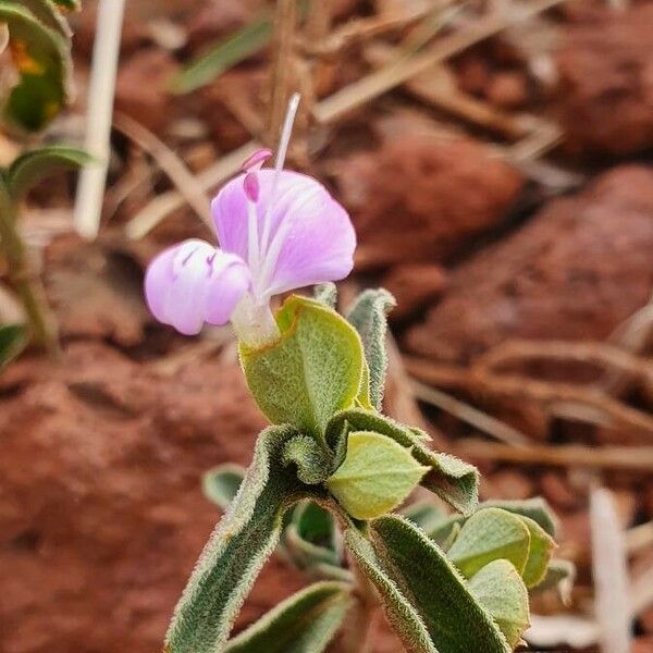 Dicliptera napierae Kukka