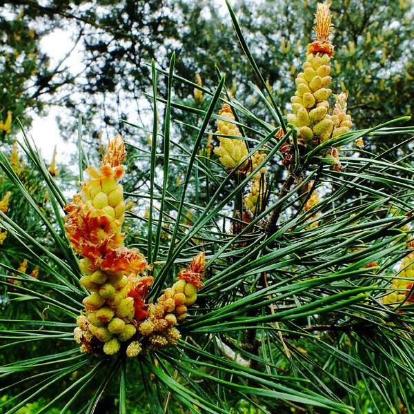 Pinus sylvestris Floare