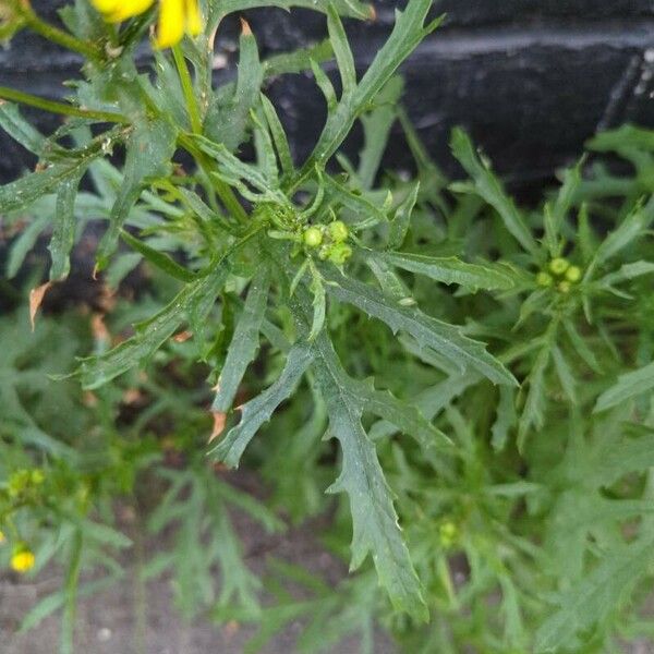 Senecio squalidus Листок